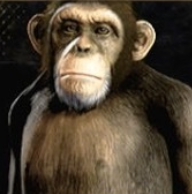 ココナッツ画像