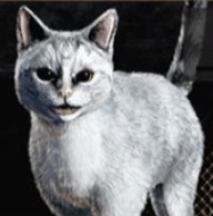 ビューティー画像