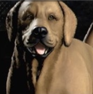 ハングリー画像