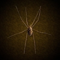 蜘蛛画像