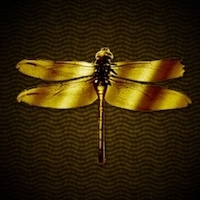 金のトンボ画像