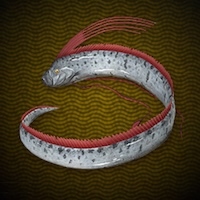 リュウグウノツカイ画像