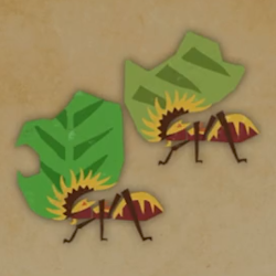 コノハコビアリ画像