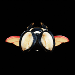 ハルキータ画像