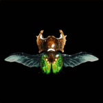 クルドローン画像