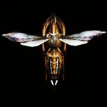 ガシルドーレ画像