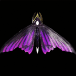 カゼキリバネ画像