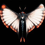 ガルーヘル画像