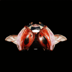 アルジョアーニャ画像