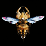 ドゥンクラープ画像