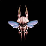 ウカドゥーレ画像