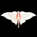 シナトモドキ画像