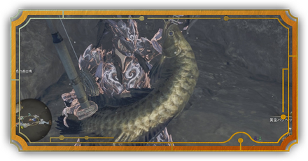 狙うは黄金魚