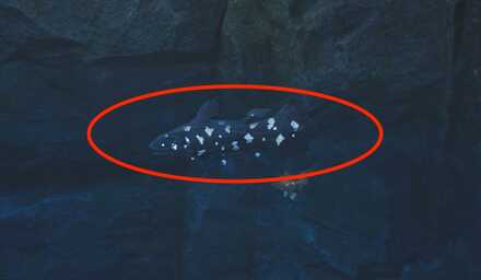 カセキカンス画像