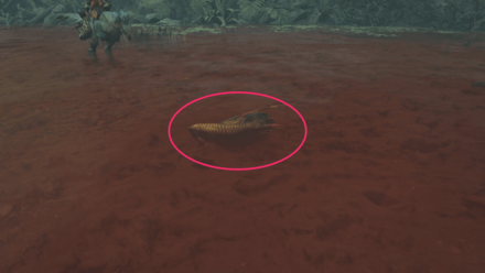 ハレツアロワナ画像