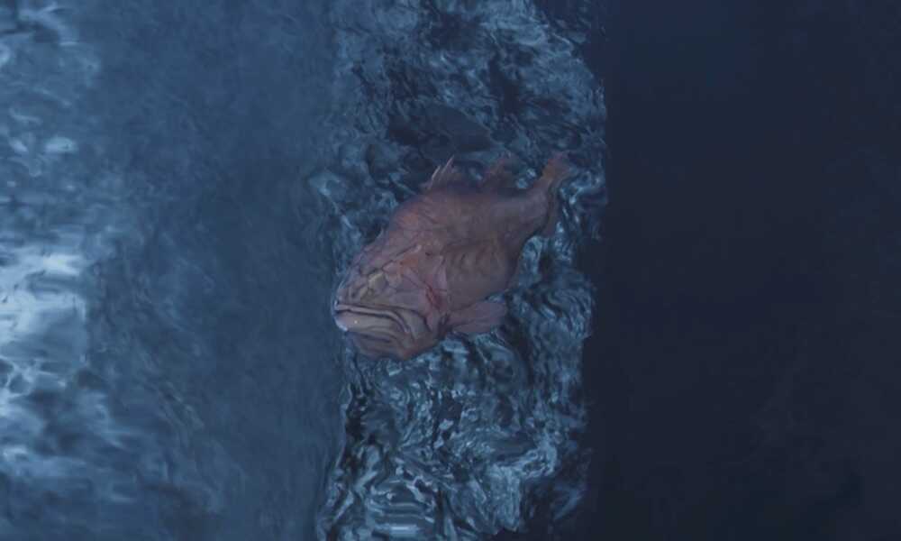 ブラインドパーチの効果と使い方