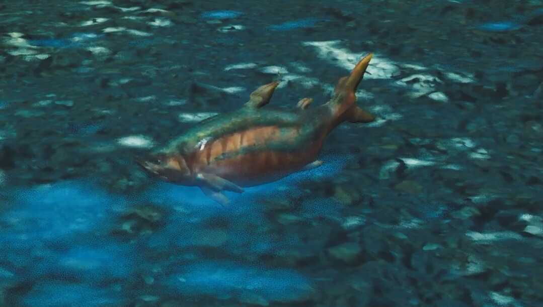 サシミウオの効果と使い方