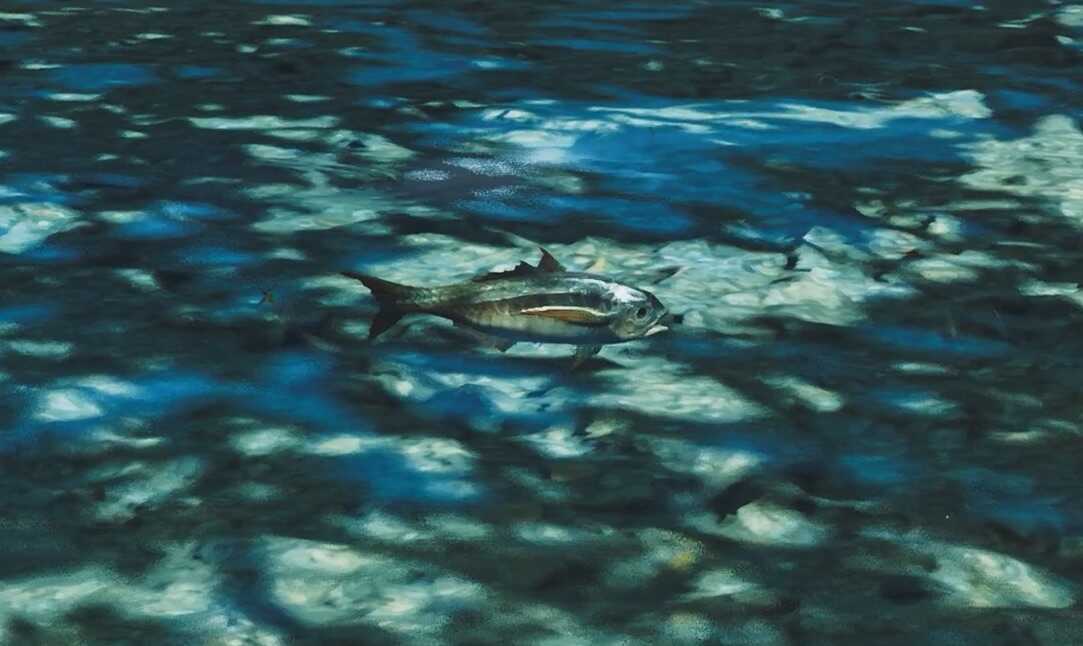 キレアジの効果と使い方