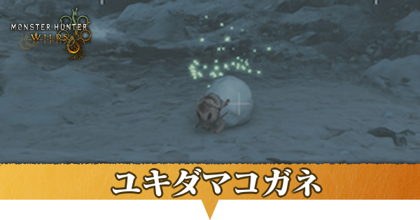 ユキダマコガネ場所