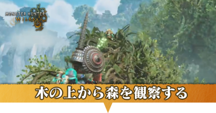 木の上から観察
