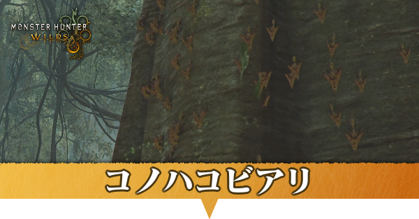 コノハコビアリはどこにいる？捕獲方法