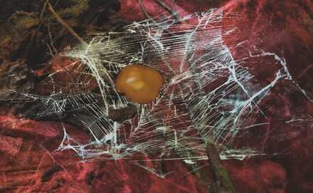 カスミジョロウの効果と使い方