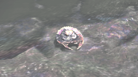 ヌマサカズキガニの効果と使い方