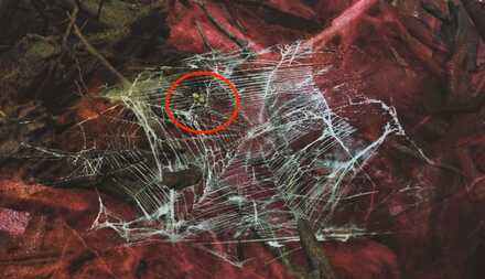 カスミジョロウ