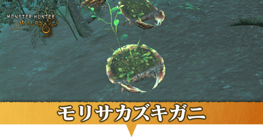 モリサカズキガニはどこにいる？捕獲方法