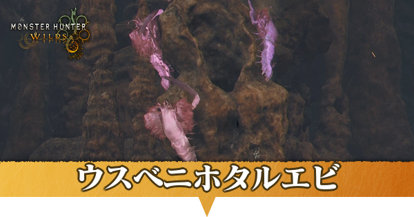 ウスベニホタルエビはどこにいる？捕獲方法