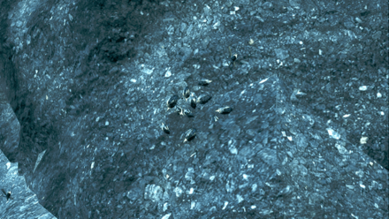 雷光虫の効果と使い方