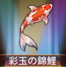少女廻戦の彩玉の錦鯉