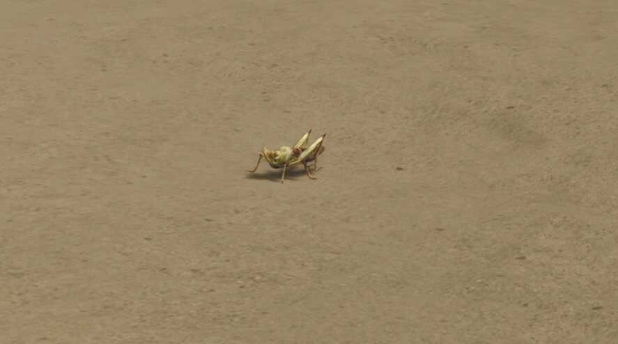 皇帝バッタの効果と使い方