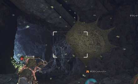 ヨツバカゲロウ捕獲