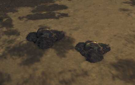 ノベムシ見た目