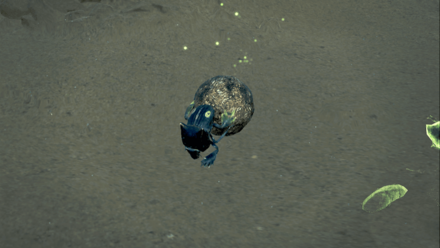 フンコロガシの効果と使い方