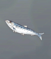 サルディン画像