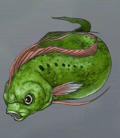 コケマトイ画像