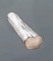 森林の老木画像