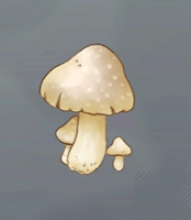 マシュリム画像