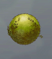 クスリゴケ画像