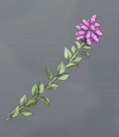 セイタカトーン画像