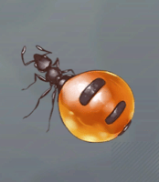 ハニーアント画像