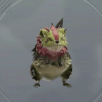 グリムビーバー