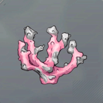 マインコーラル画像