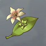 ルブルムリリー画像