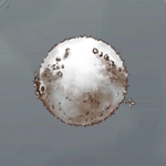 カルシウムボール画像