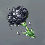 ダークカーネーション画像