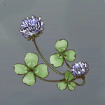 アオツメクサ画像