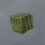 カクカクタス画像